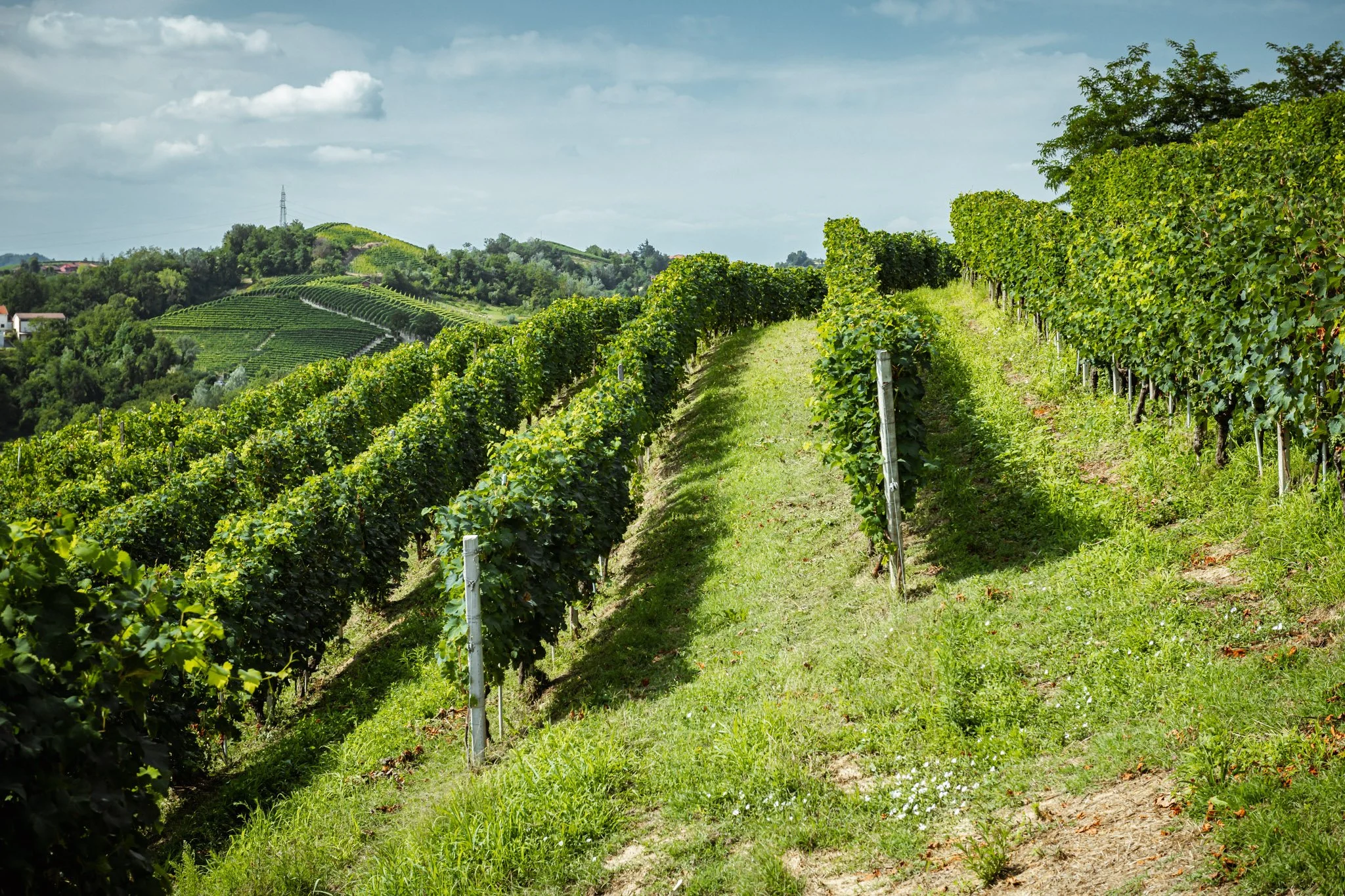 Giovanni Almondo — OLIVER McCRUM WINES & SPIRITS